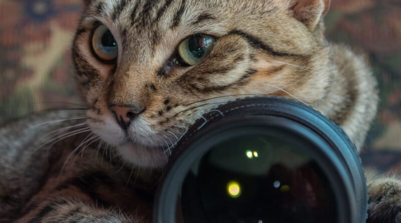 Pet Boarding with Cameras