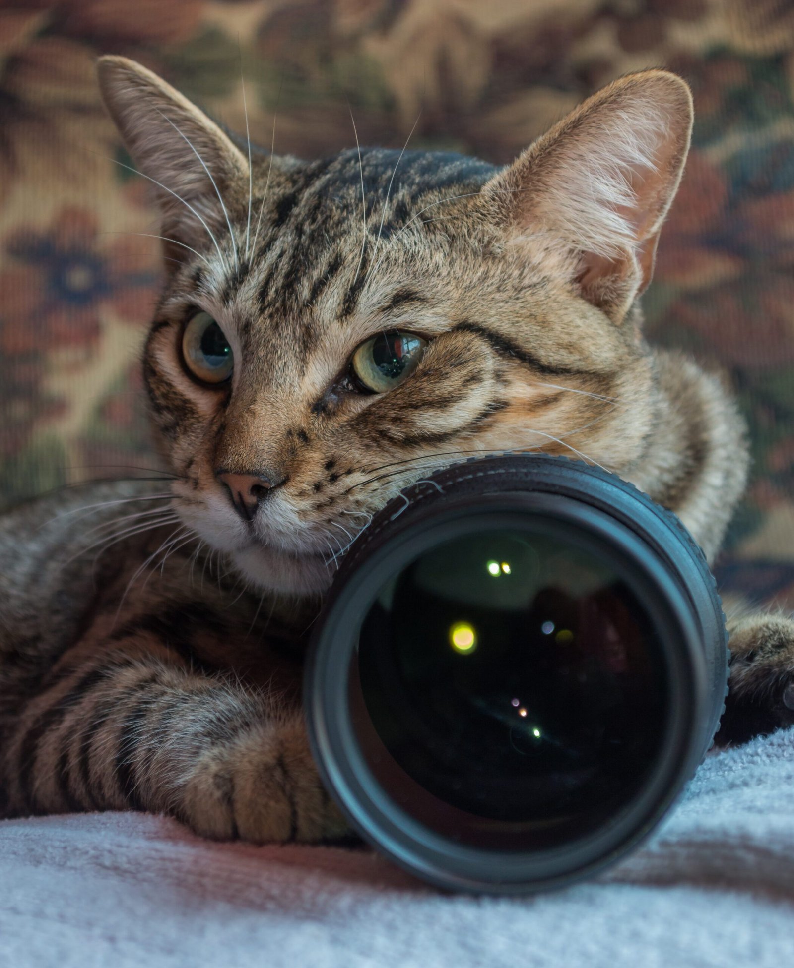 Pet Boarding with Cameras